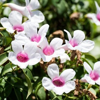 Pandorea jasminoides flores