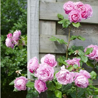 rosal rosa flores