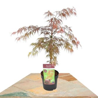 Acer palmatum garnet