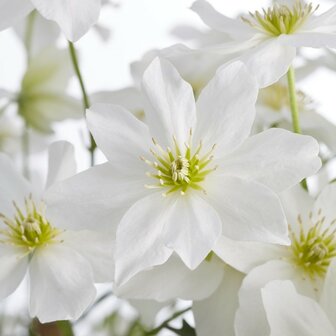 flores Clematis cartmanii 'avalanche'