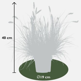Pennisetum alopecuroides 'hameln' dimensiones