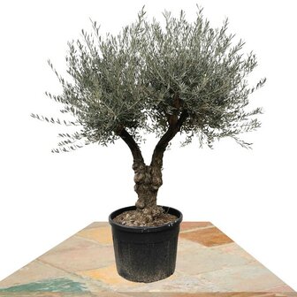 olivo bonsai 2 ramas 180cm