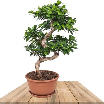 ficus ginseng bonsai espiral