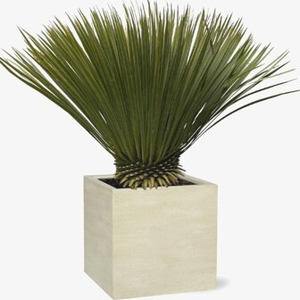 Yucca rostrata 90cm