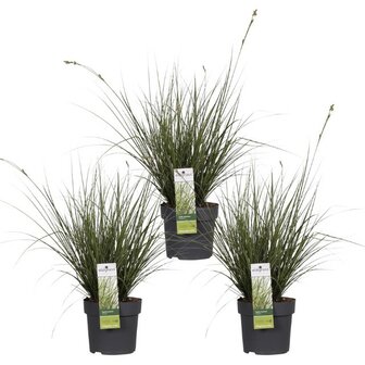 trio Carex brunnea variegata