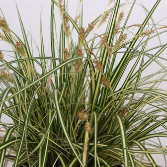 hojas Carex hachijoensis &#039;evergold&#039;