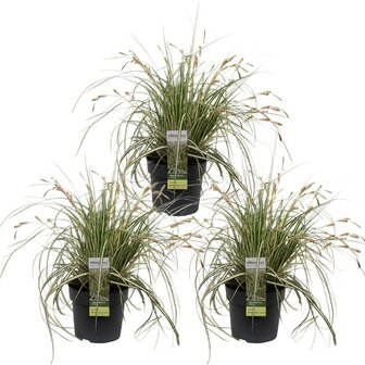 trio Carex hachijoensis &#039;evergold&#039;
