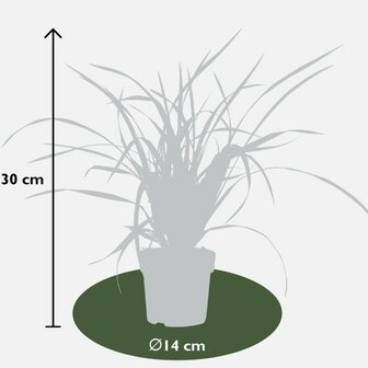 Carex japonés dimensiones