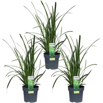 trio Carex morrowii 'irish green'