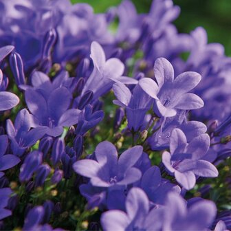 campanilla morada violeta