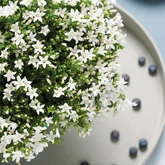 Campanilla blanca flores