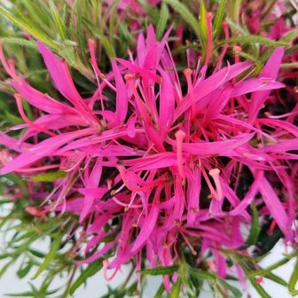 flor azalea estrellada