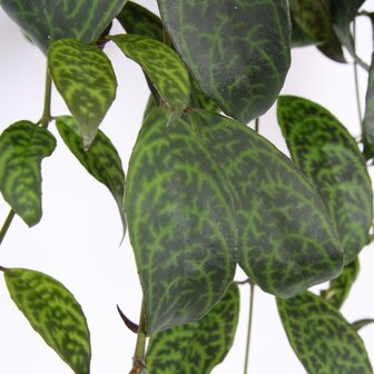 Aeschynanthus marmoratus hojas