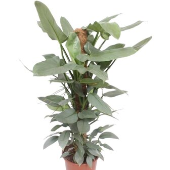 Philodendron hastatum 125cm