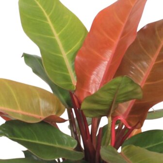 Philodendron prince of orange hojas