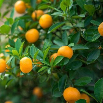 citrus kumquat