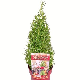 romero navide&ntilde;o