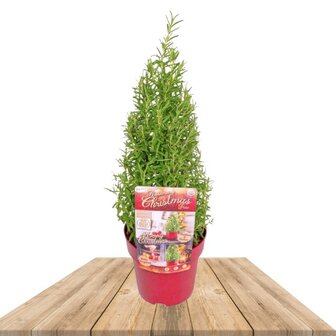 romero &aacute;rbol de Navidad