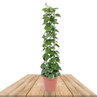 Cissus rotundifolia 150cm