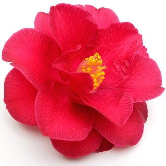 flor Camellia japonica roja