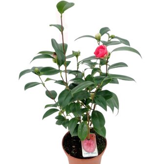 Camellia japonica roja