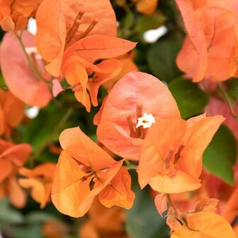 flores bougainvillea naranja