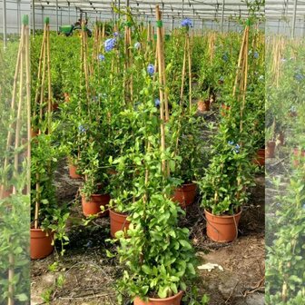 Plumbago capensis azul auriculata