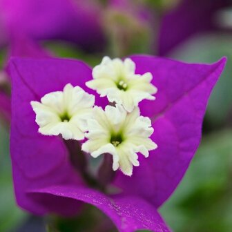 Bougainvillea sanderiana flor