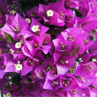 Bougainvillea sanderiana flores