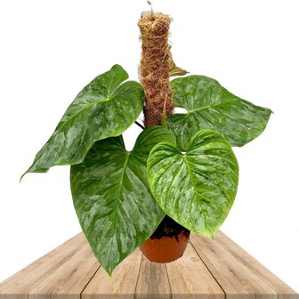 Philodendron p majestic