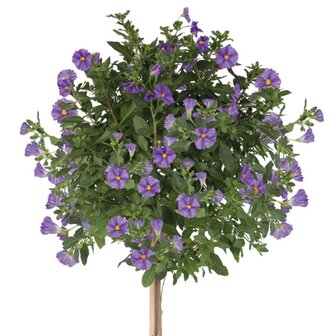 Solanum rantonetti violeta