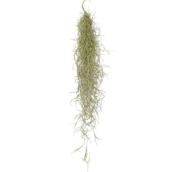 Tillandsia usneoides