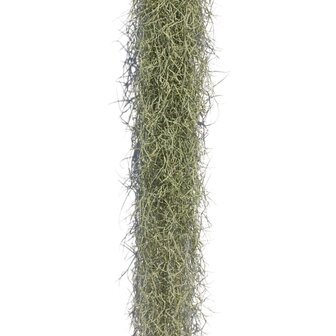 Tillandsia usneoides 