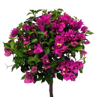 flores buganvilla copa