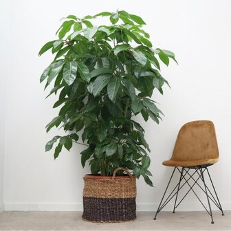 schefflera amate grande deco