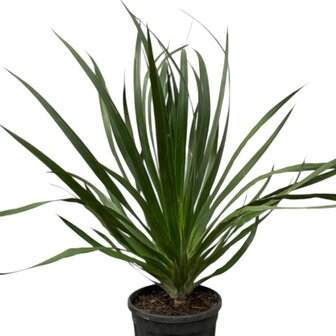Dracaena draco
