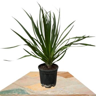 Dracaena draco