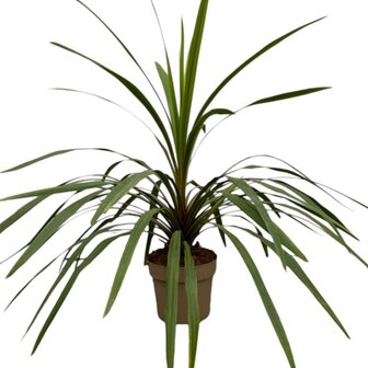 Cordyline peko