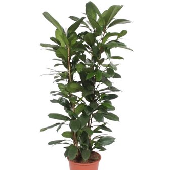 Ficus cyathistipula 120cm