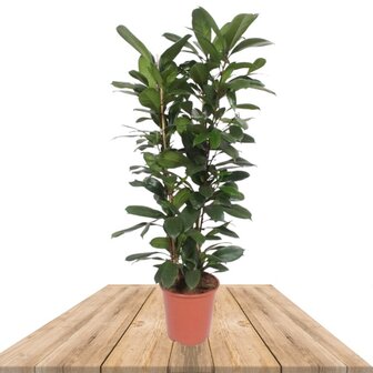 Ficus cyathistipula 120cm