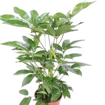 Schefflera amate