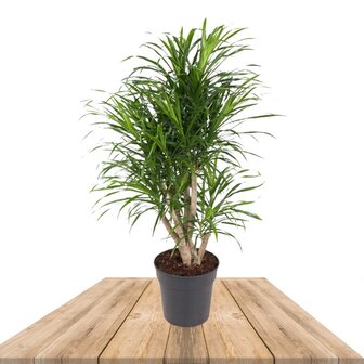 Dracaena Anita