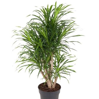 Dracaena Anita