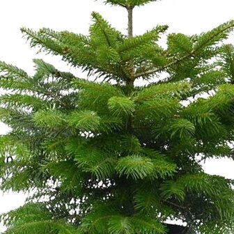 abeto de normand&iacute;a