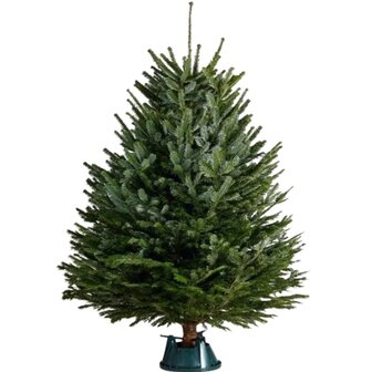 Abies nordmanniana cortado con base