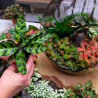 taller terrario de plantas