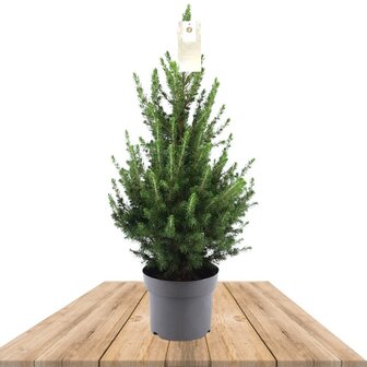 picea glauca conica