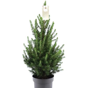 picea glauca conica 65-70cm