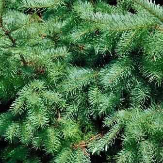 picea glauca agujas