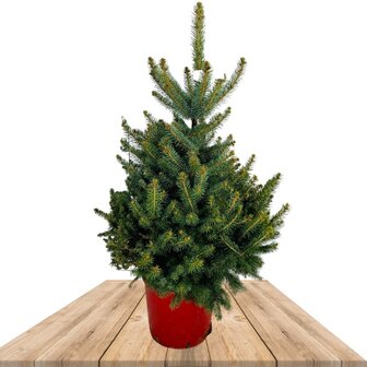 picea glauca 135cm